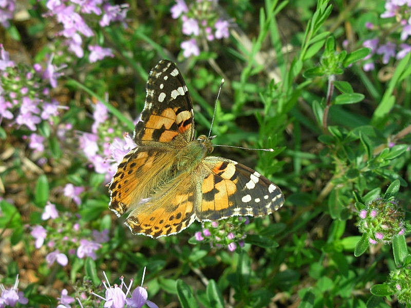 Vanessa cardui, migrazione?